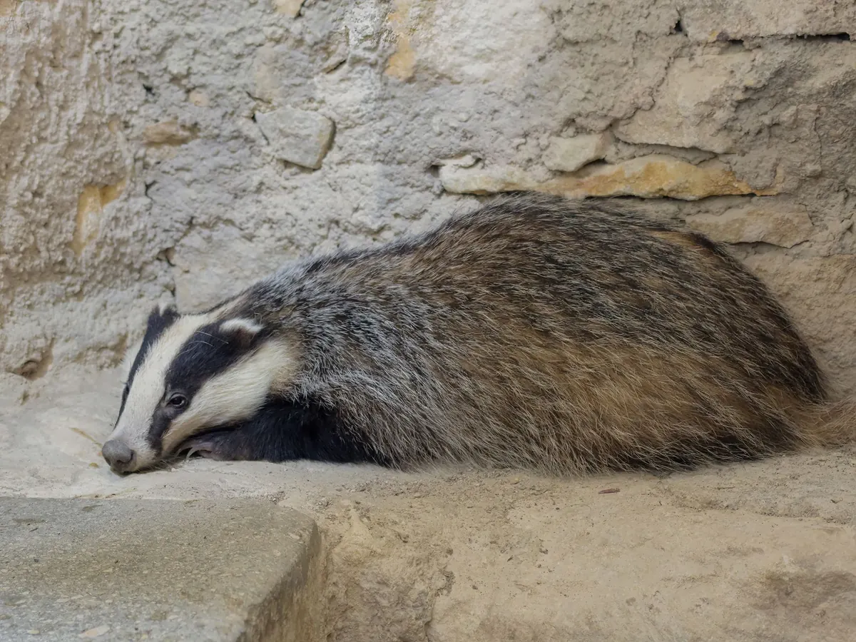 Badger Biology Basics: A Beginner's Guide to British Badgers