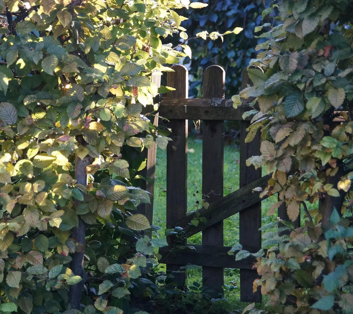 How to Badger-Proof a Garden Boundary Humanely